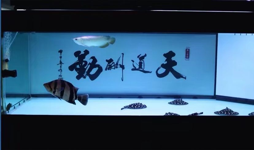 隴南水族館那些年養(yǎng)過的魚們