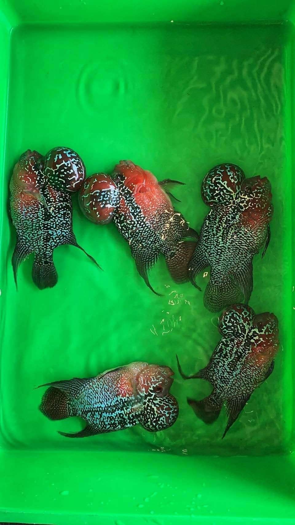 莆田水族館有玩這個魚的嗎