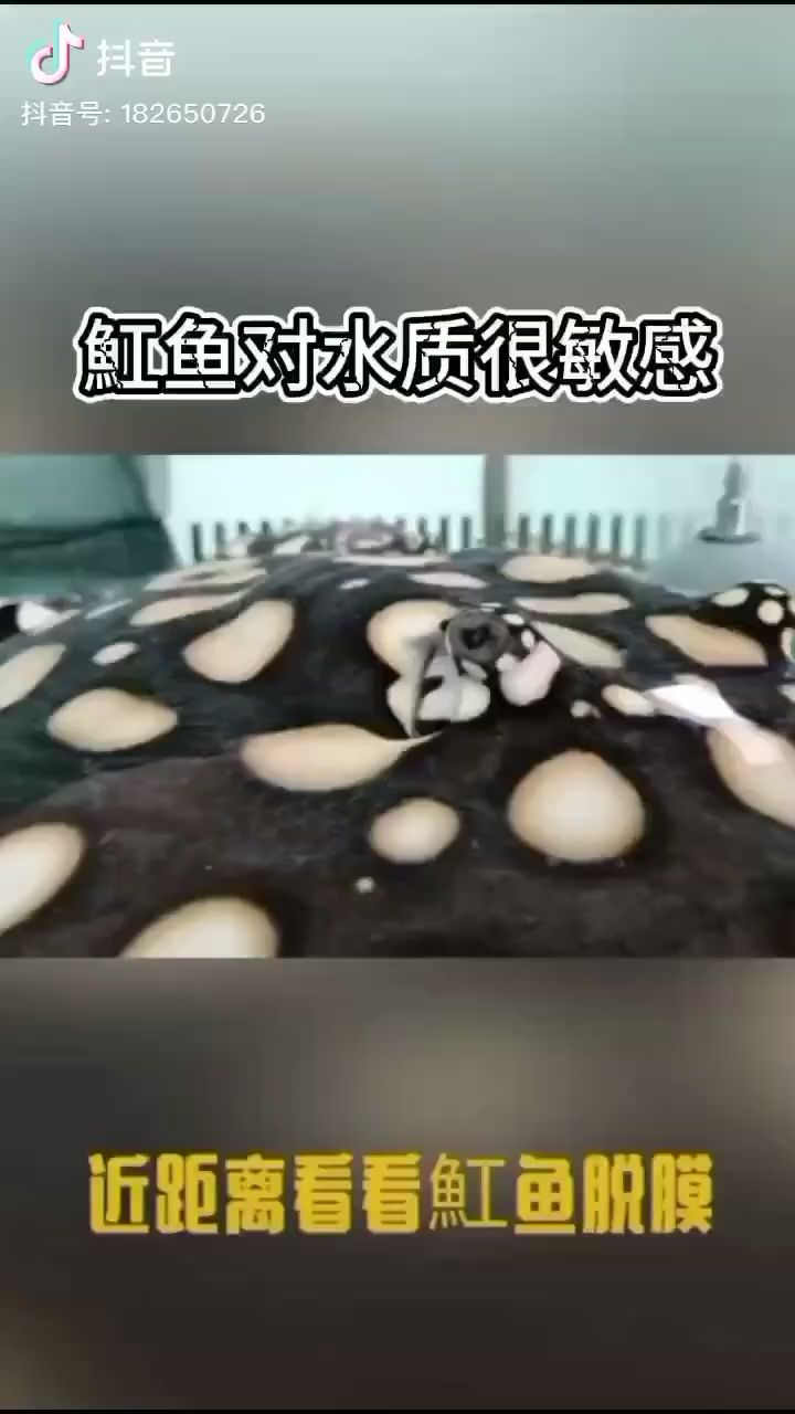 近距離講解魟魚脫膜