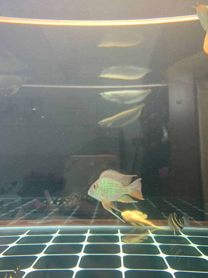 承德水族館魚(yú)缸水里這些是什么東西