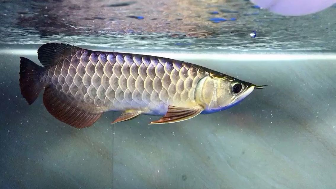 黔東南苗族侗族自治州水族館這個是啥底色