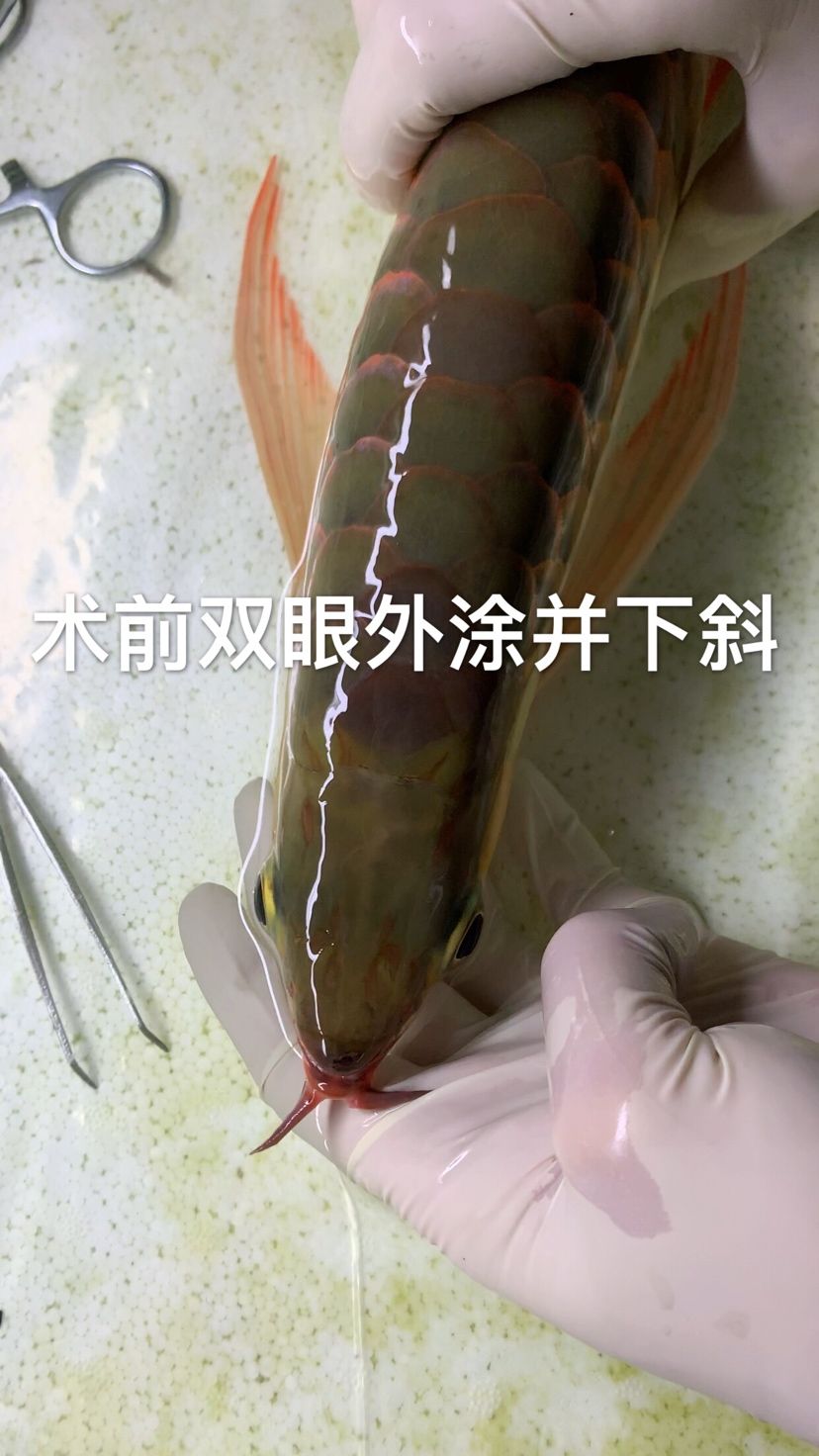 合肥觀賞魚市場全網(wǎng)最詳細掉眼手術(shù)剪輯