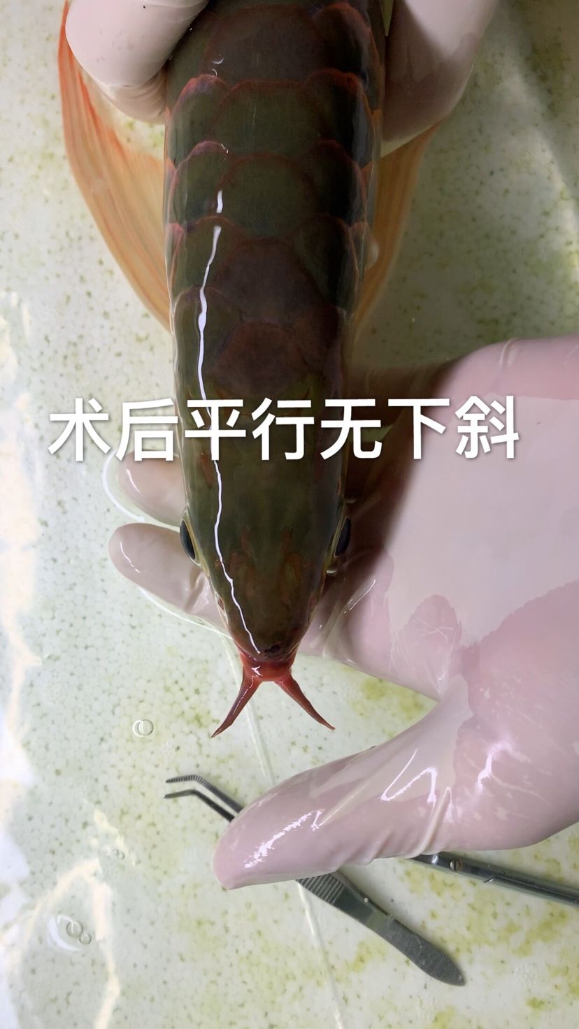 合肥觀賞魚市場(chǎng)全網(wǎng)最詳細(xì)掉眼手術(shù)剪輯 觀賞魚市場(chǎng)（混養(yǎng)魚） 第2張