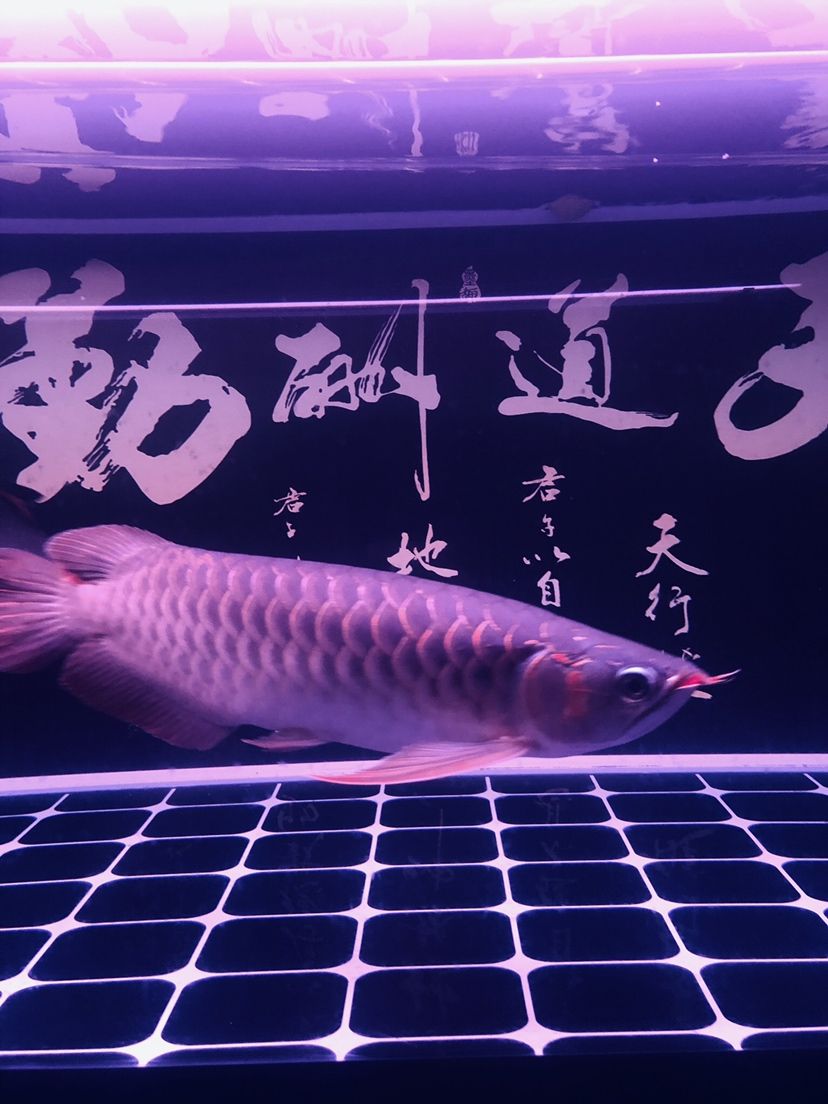 駐馬店觀賞魚市場不同照片風格下的魚 觀賞魚市場（混養(yǎng)魚） 第2張