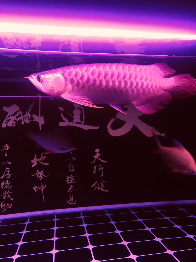 駐馬店觀賞魚市場不同照片風格下的魚 觀賞魚市場（混養(yǎng)魚） 第4張