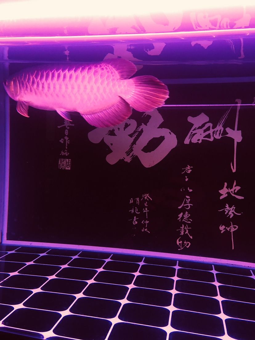 駐馬店觀賞魚(yú)市場(chǎng)不同照片風(fēng)格下的魚(yú) 觀賞魚(yú)市場(chǎng)（混養(yǎng)魚(yú)） 第5張