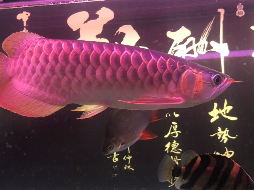 駐馬店觀賞魚市場不同照片風格下的魚 觀賞魚市場（混養(yǎng)魚） 第6張