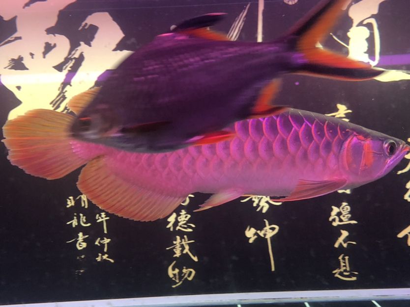 駐馬店觀賞魚市場不同照片風格下的魚 觀賞魚市場（混養(yǎng)魚） 第8張