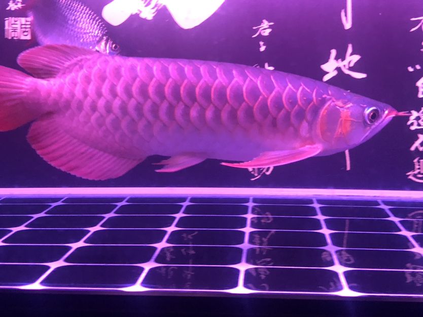 駐馬店觀賞魚市場不同照片風格下的魚 觀賞魚市場（混養(yǎng)魚） 第9張