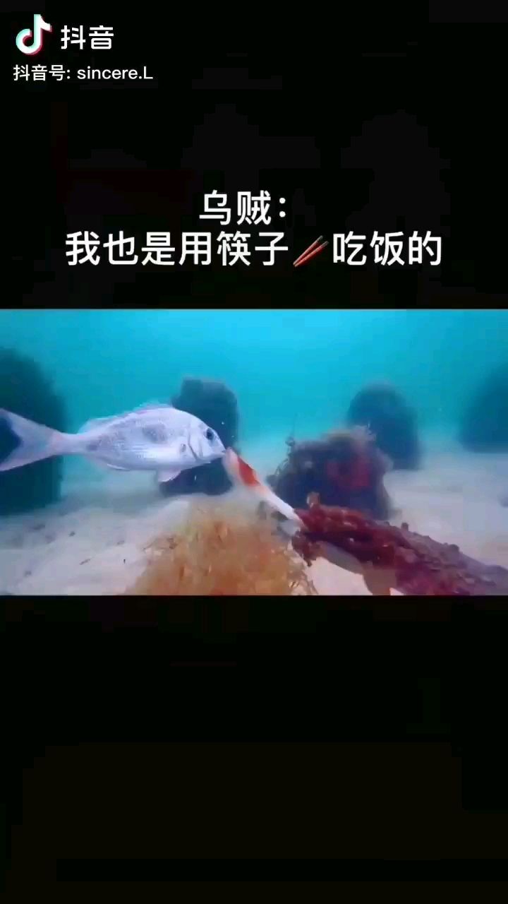 速度很快命中率很高