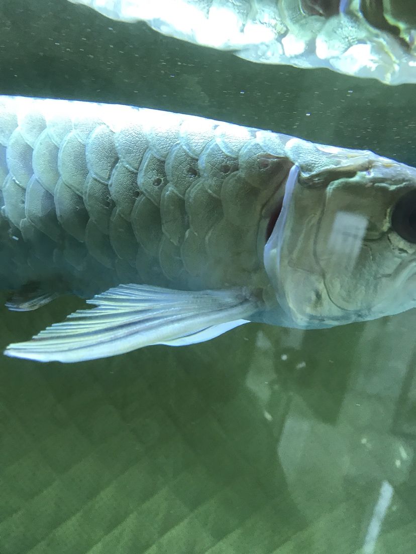 衡陽觀賞魚市場翻鰓