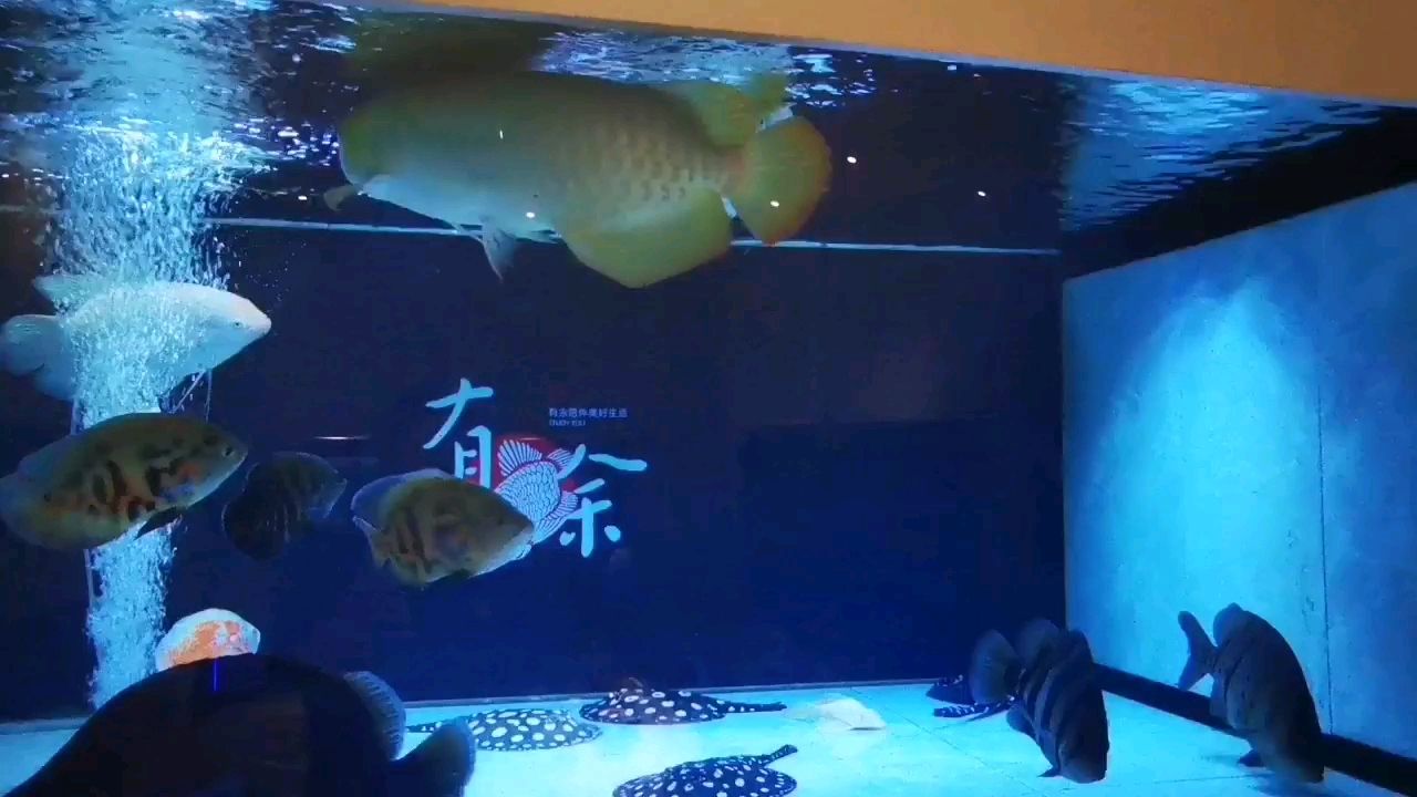 日照水族館事實證明 古典過背金龍魚