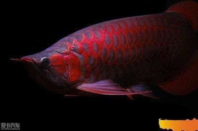 紅龍魚魚缸背景板用亞光面還是用亮光面（紅龍魚魚缸背景板選擇）