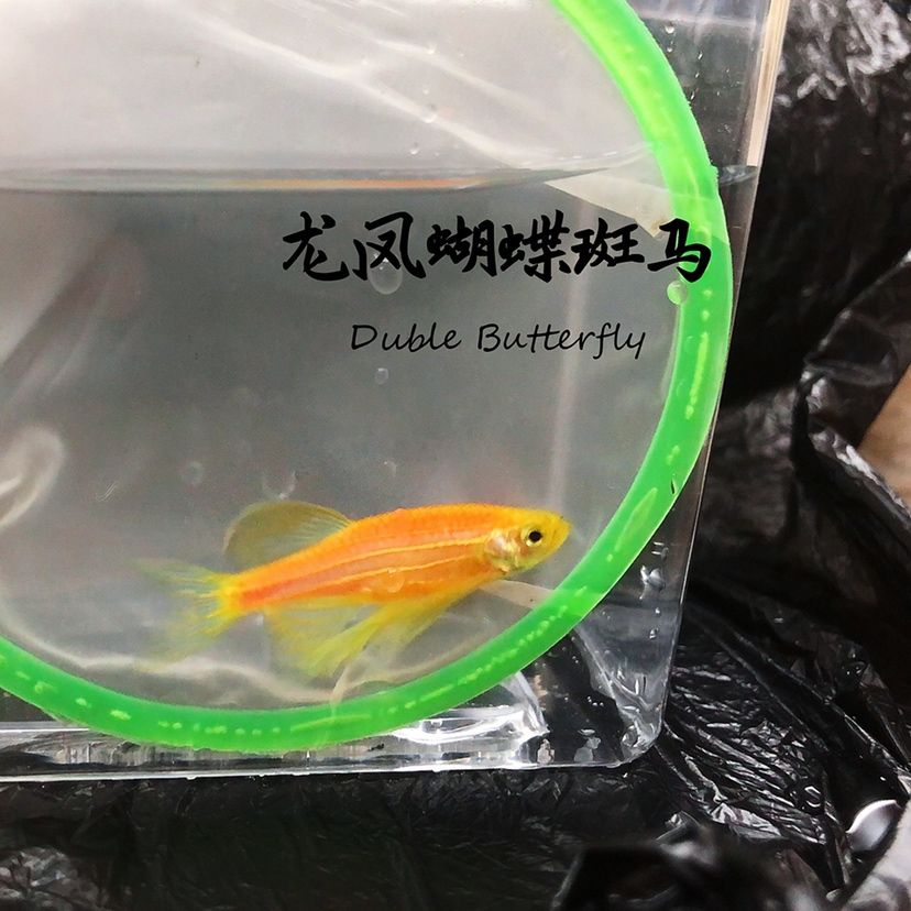 蝴蝶斑馬魚