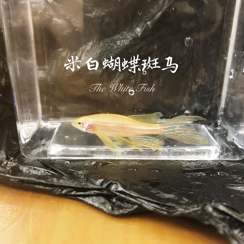 蝴蝶斑馬魚