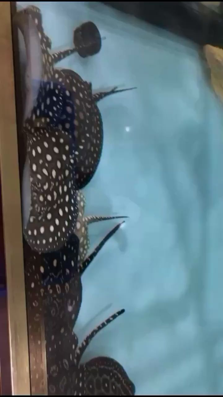 本溪水族館請問睡覺了嗎