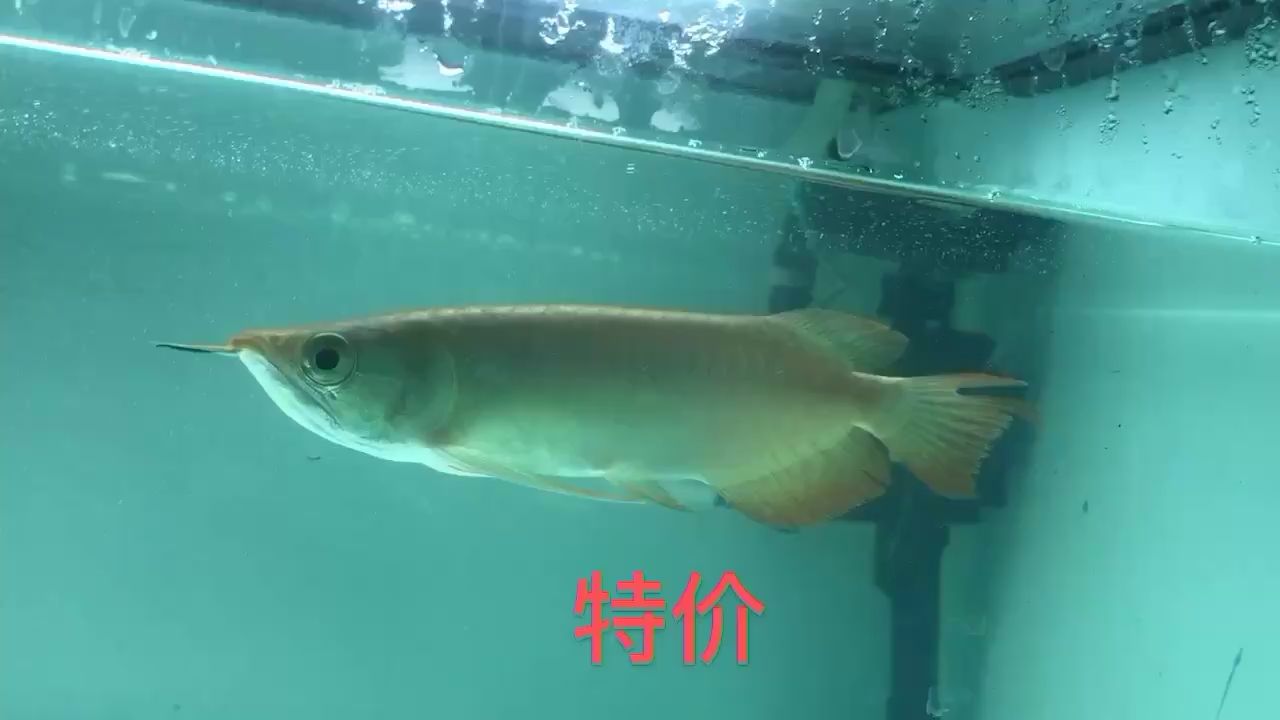 張掖觀賞魚市場(chǎng)特價(jià)2350? 觀賞魚市場(chǎng)（混養(yǎng)魚） 第1張