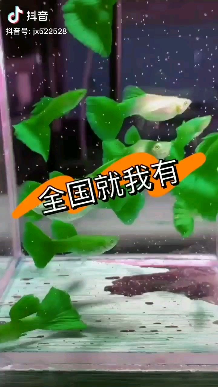 這個(gè)色是認(rèn)真的嗎 魚缸/水族箱