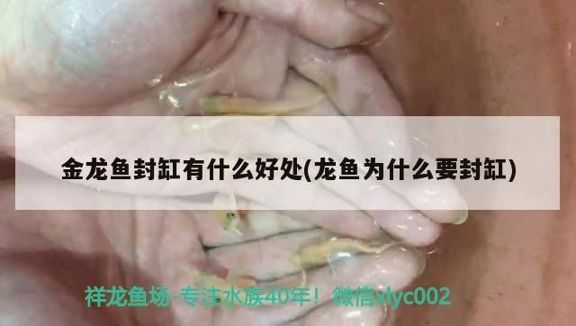 金龍魚封缸有什么好處（如何正確封缸養(yǎng)金龍魚）