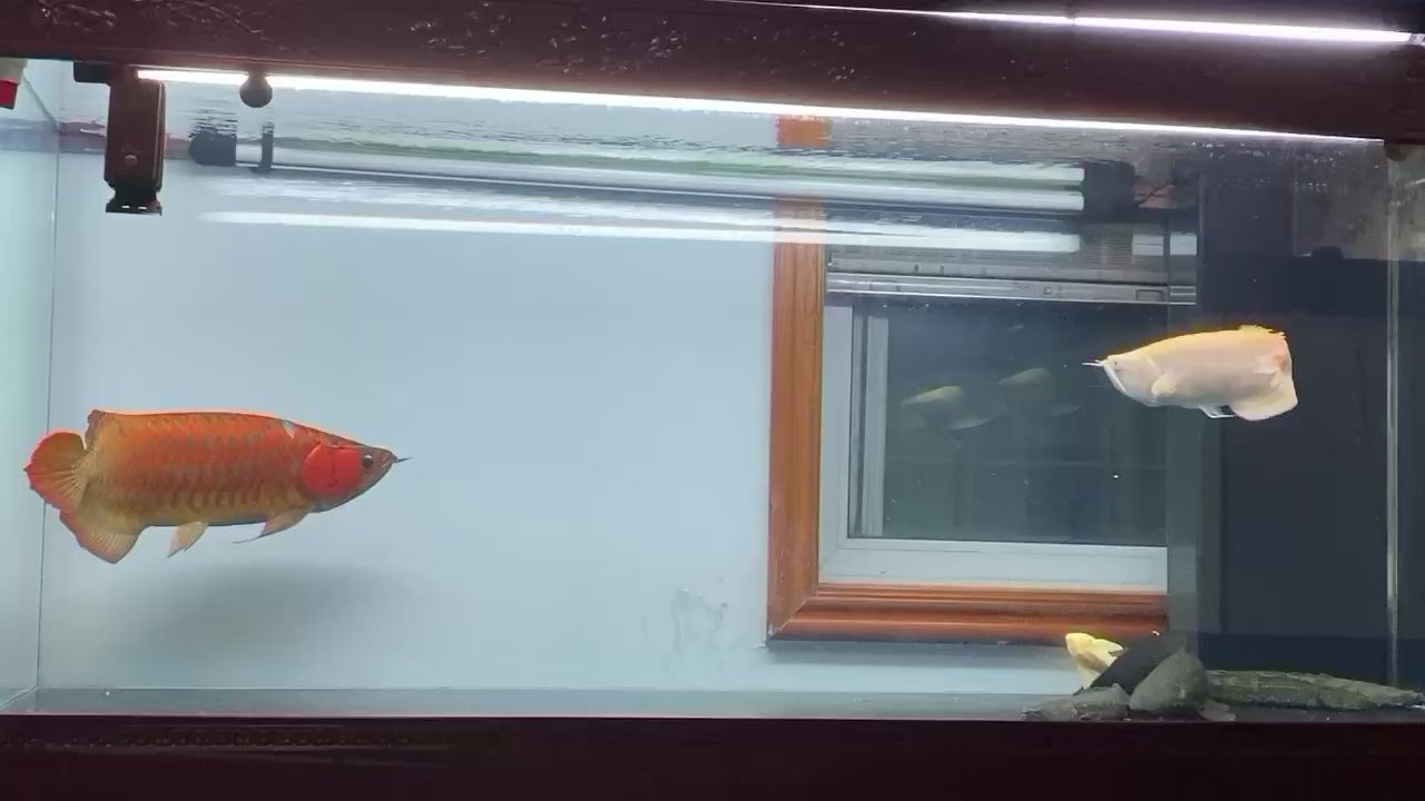 哈密水族館大型連續(xù)劇之每日一曬 金龍福龍魚 第1張