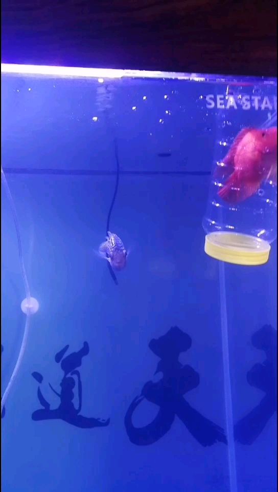 銅川水族館氣人的頭座