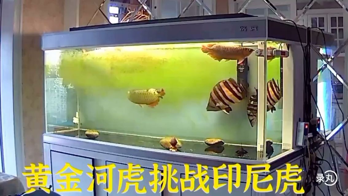 烏魯木齊水族館黃金河虎挑戰(zhàn)印尼虎 黃金河虎魚