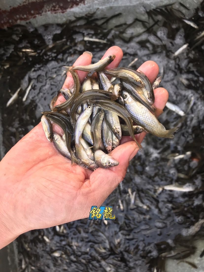 駐馬店觀賞魚市場發(fā)往全國各地的銘龍專用魚糧 觀賞魚市場（混養(yǎng)魚） 第5張