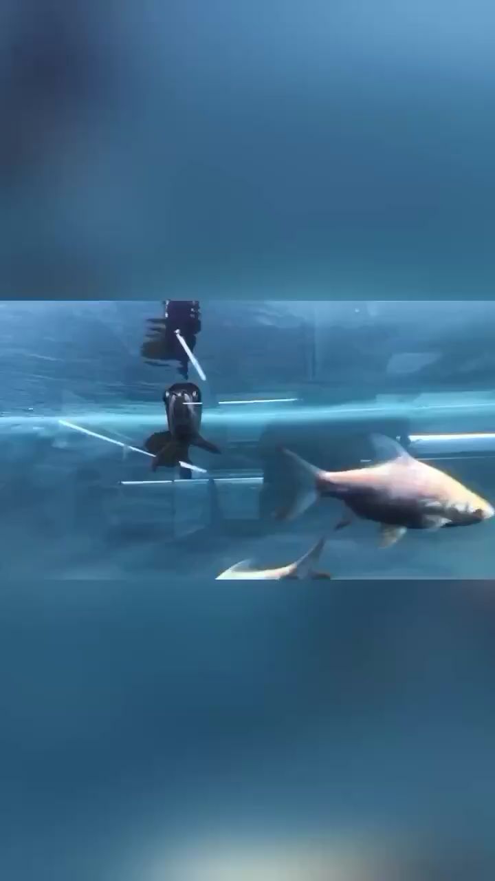 廈門水族館古典小炮彈