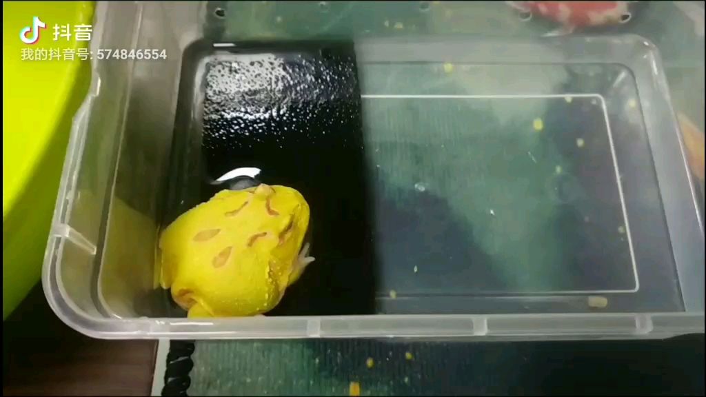 開(kāi)封水族館角蛙吃魚(yú)