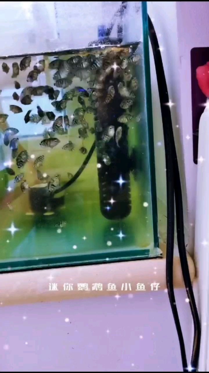 迷你鸚鵡魚小魚仔轉(zhuǎn)讓