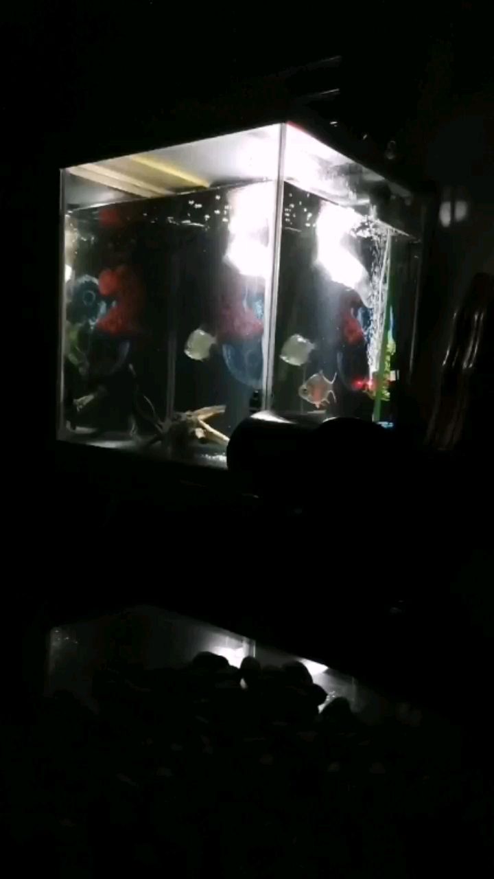 毫州水族館凌晨開(kāi)夜燈拍的