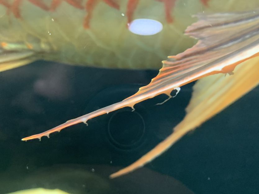 阿拉善盟水族館這是蟲嗎？