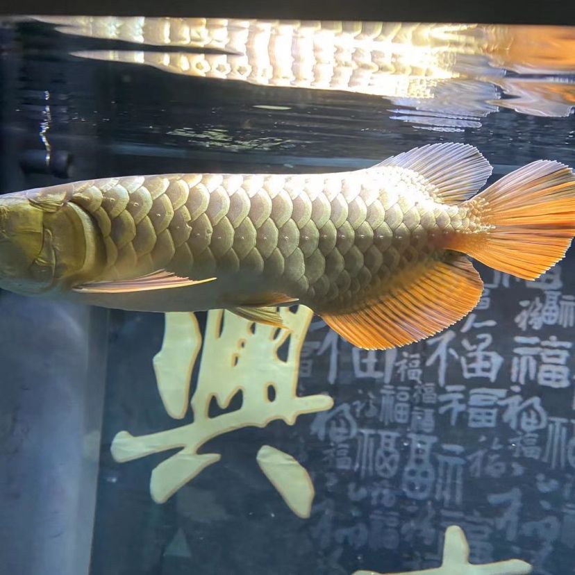 請問魚鱗是不是生蟲了需要怎么治？各位大神 圣菲埃及魚 第1張