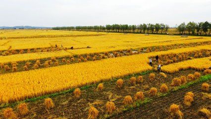 高檔龍魚混養(yǎng)技巧（高檔龍魚混養(yǎng)時(shí)如何保證不同品種的龍魚不會(huì)因?yàn)楦?jìng)爭(zhēng)資源而產(chǎn)生攻擊行為） 水族問(wèn)答