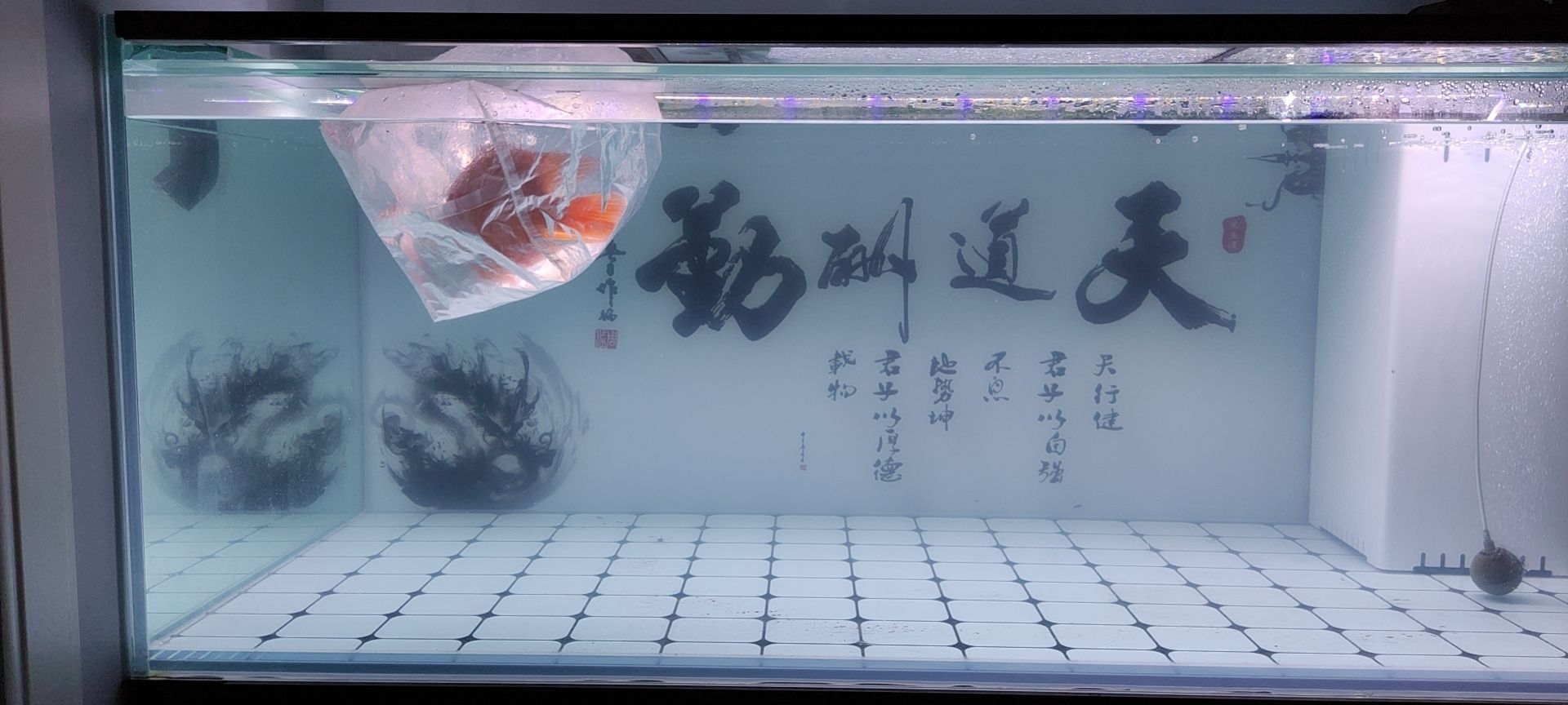 宿州水族館14070龍缸養(yǎng)水三天進(jìn)闖缸魚(yú)早么？