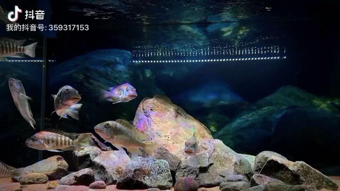 信陽水族館龍王造景