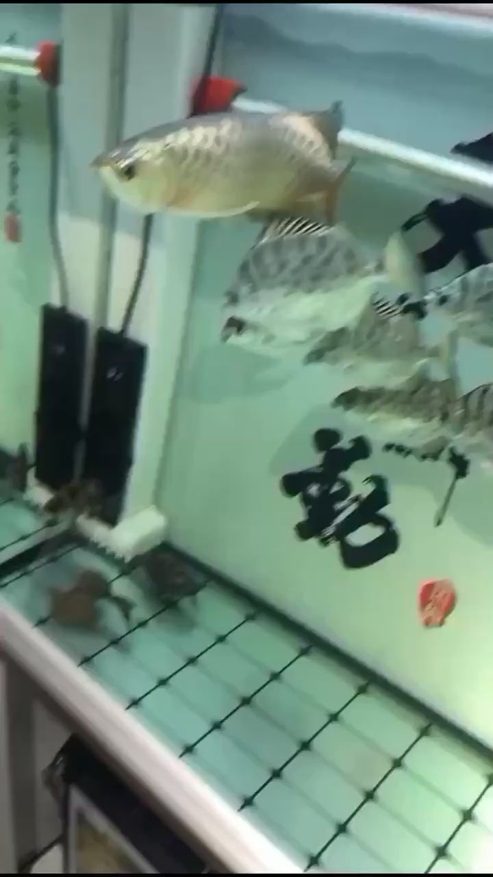 吃甲魚