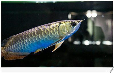 金龍魚的鑒賞方法（如何鑒賞金龍魚） 龍魚百科 第4張