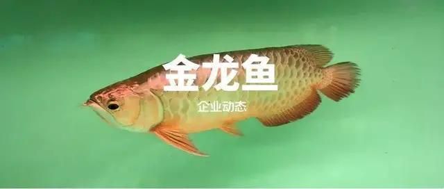 金龍魚的品牌內(nèi)涵是什么（品金龍魚品牌內(nèi)涵） 龍魚百科 第5張