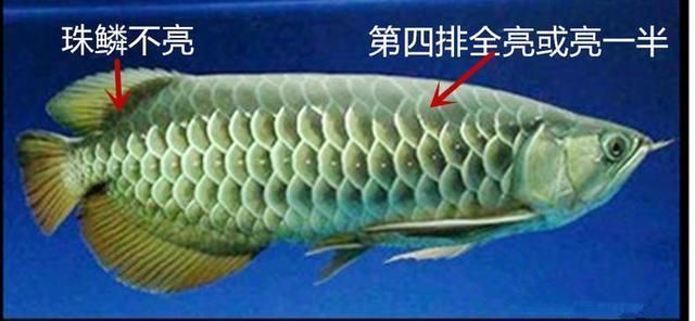 金龍魚分多少品種（金龍魚品種價格對比，金龍魚養(yǎng)殖技巧分享）