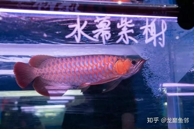 你知道神仙魚(yú)怎么繁殖嗎？