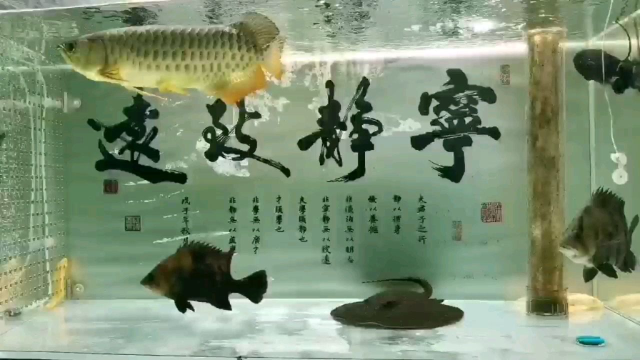 每日一餐