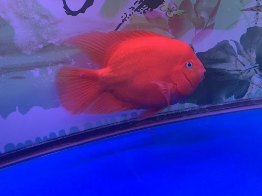 滄州水族館想問下鸚鵡魚的尾巴怎么啦？