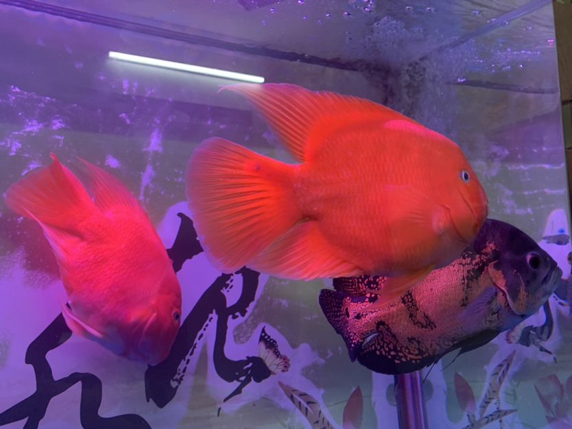 滄州水族館想問下鸚鵡魚的尾巴怎么啦？ 鸚鵡魚 第4張