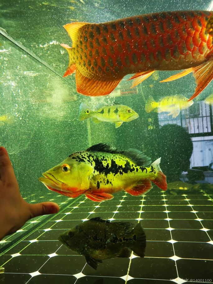 攀枝花水族館我回來了