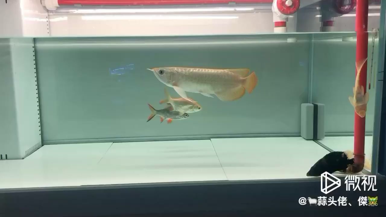 再添配魚