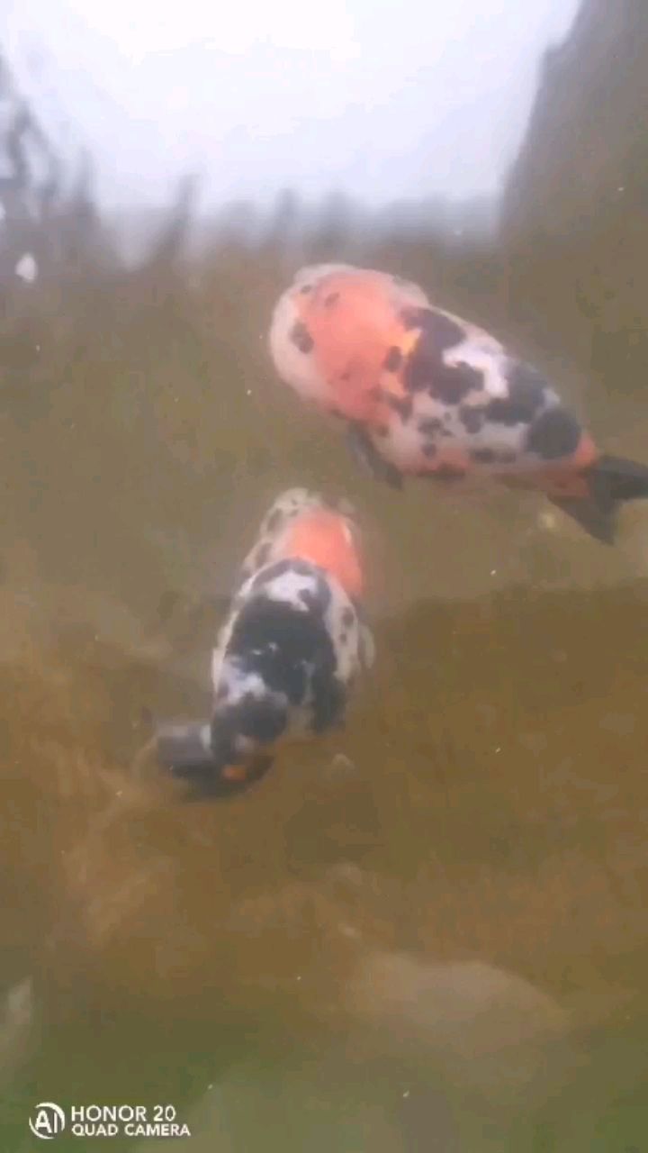 韓城水族館小破魚湊活看看