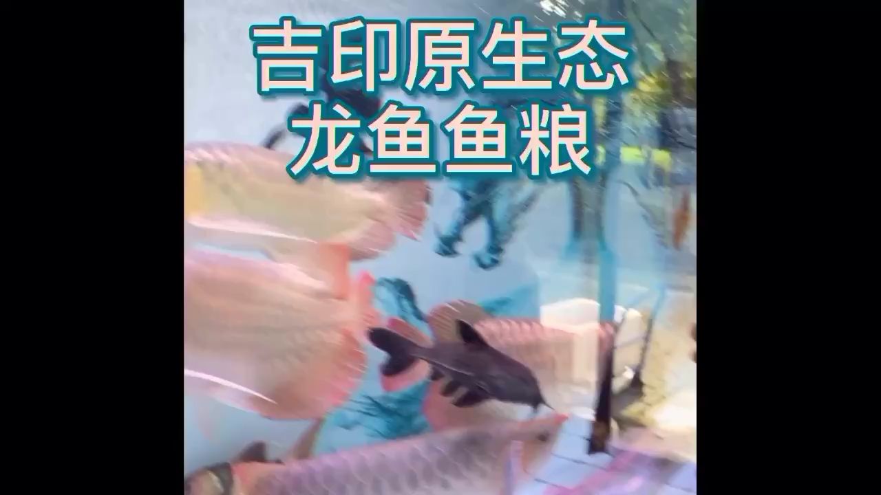 南平觀賞魚市場喂養(yǎng)魚糧的魚友有多少？舉個手