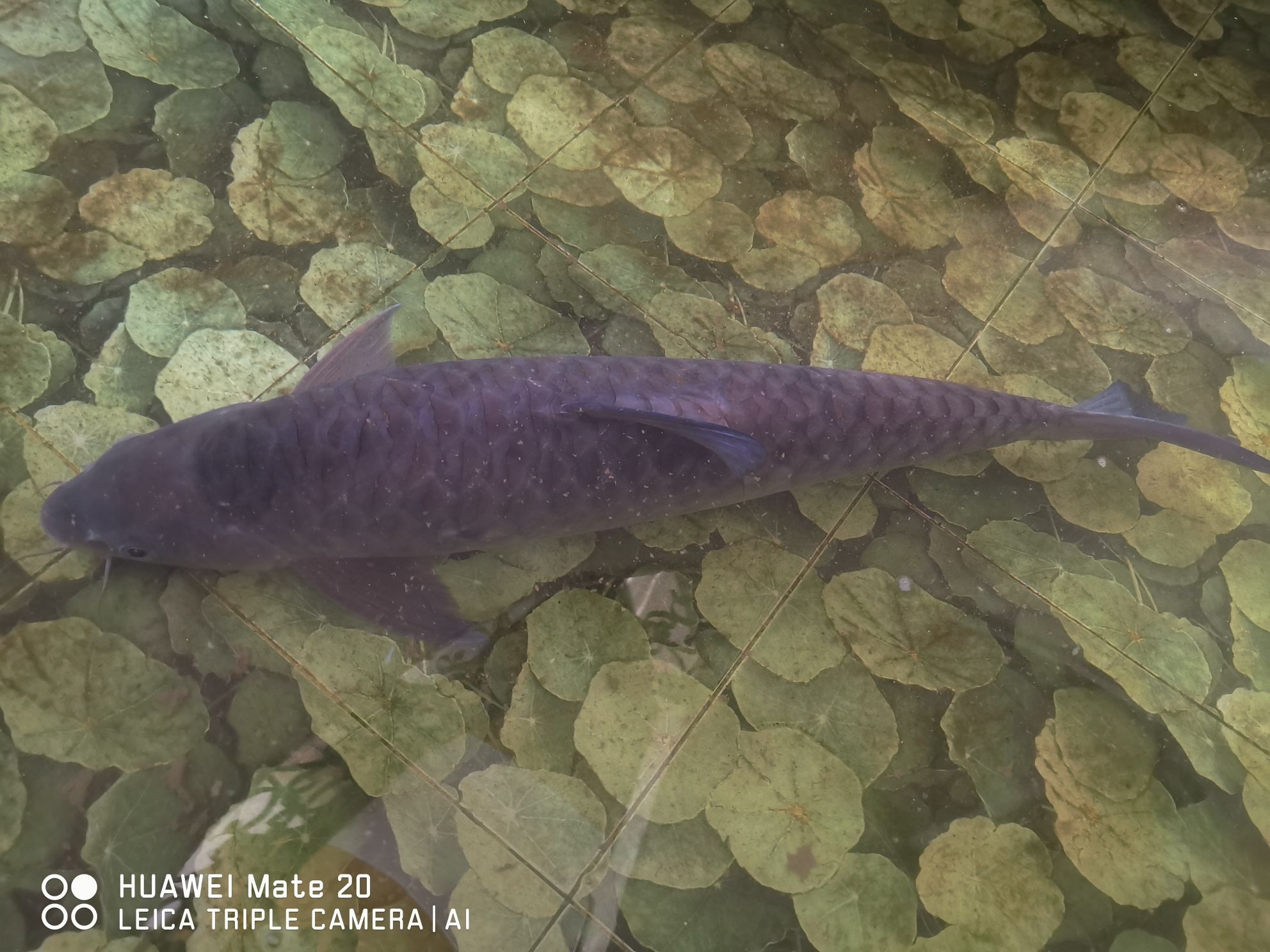 毫州水族館我想找個(gè)魚缸造景師傅 斯維尼關(guān)刀魚