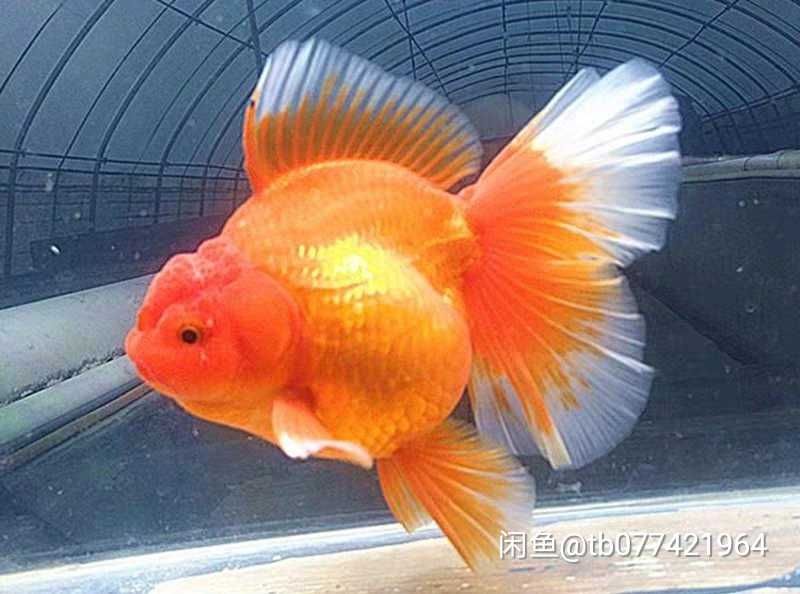 各位魚友這種金泰獅金魚需要增氧需要加熱嗎？